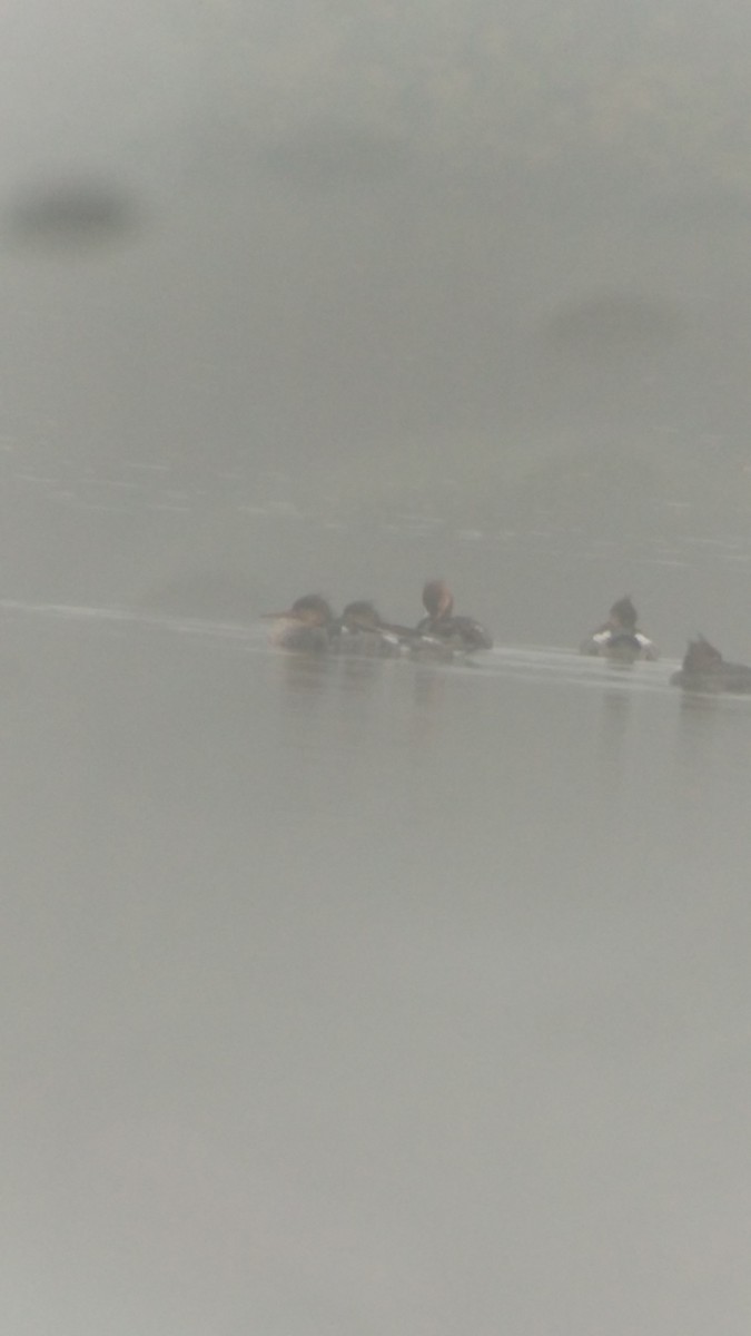 Red-breasted Merganser - Victor Kulik