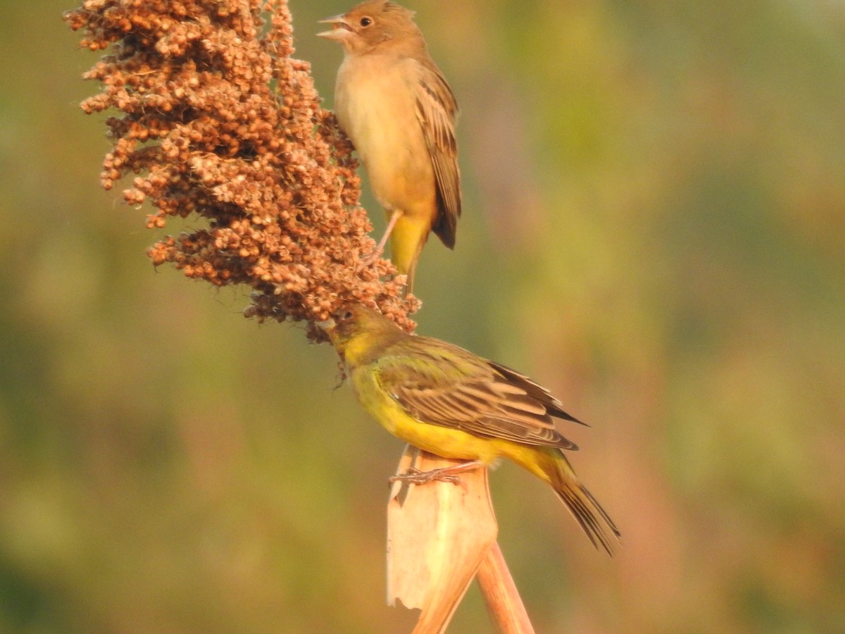 Red-headed Bunting - ML279895151