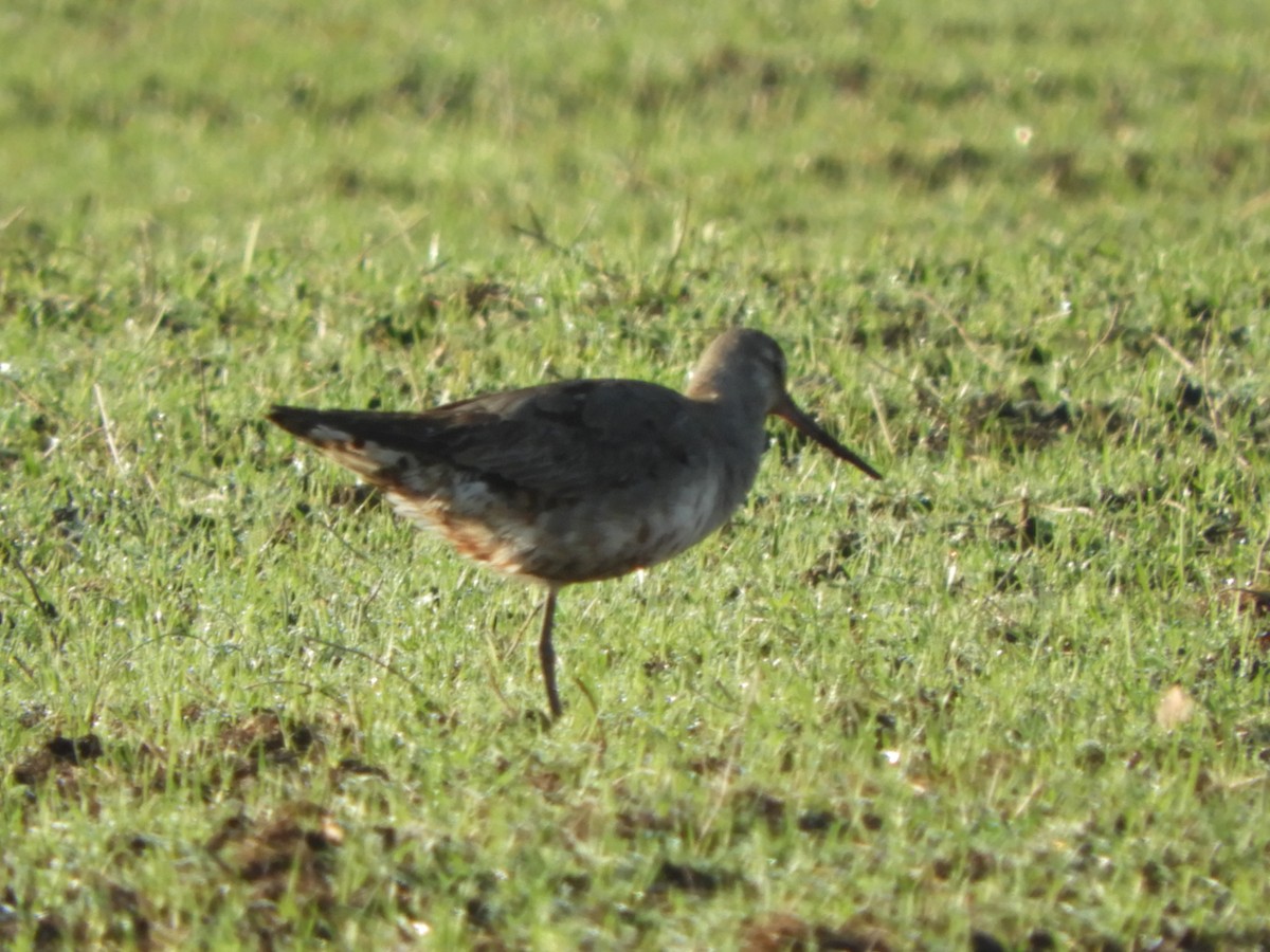 Hudsonian Godwit - ML279896491