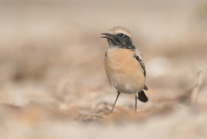 Desert Wheatear - Sérgio  MOREIRA