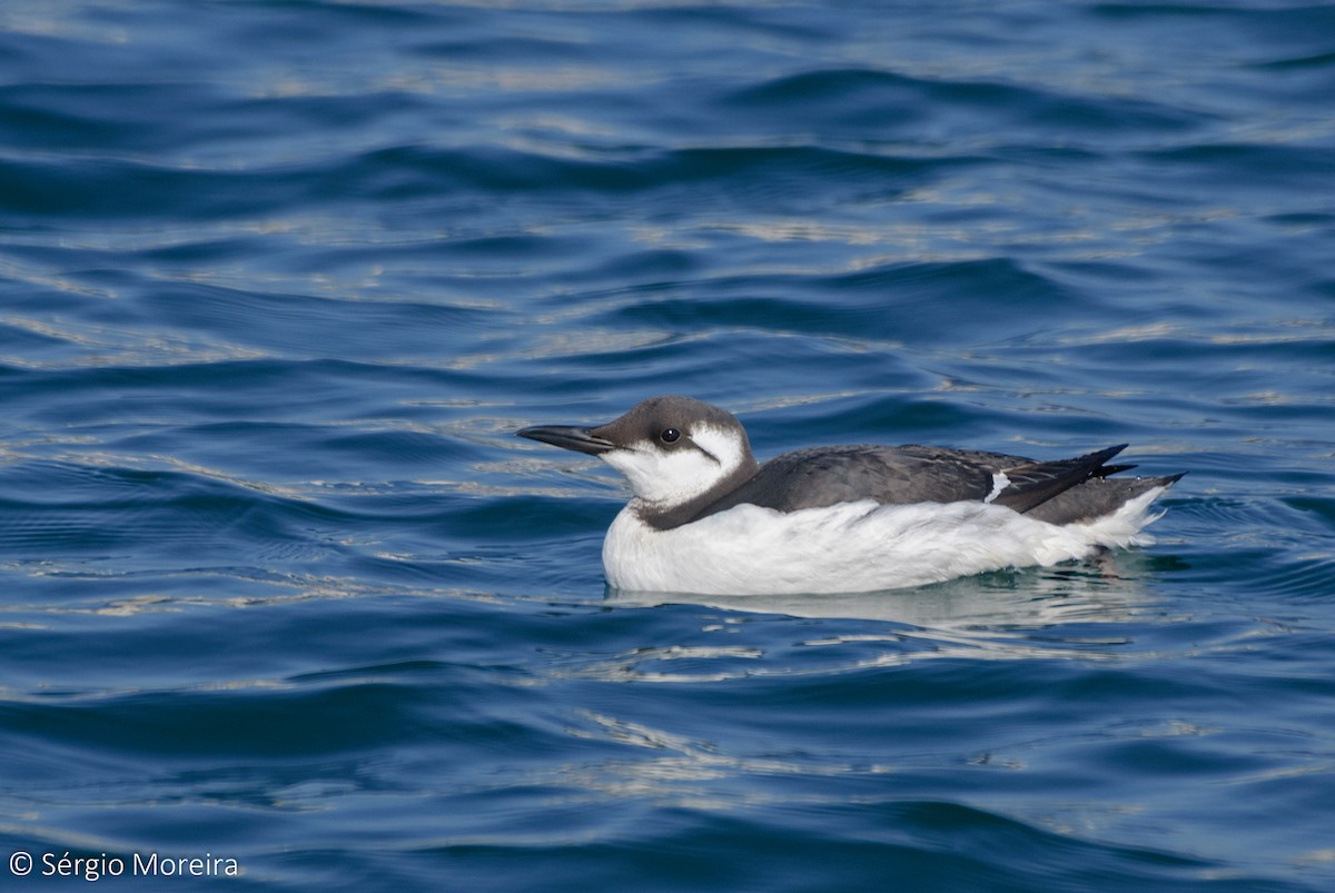 Common Murre - Sérgio  MOREIRA