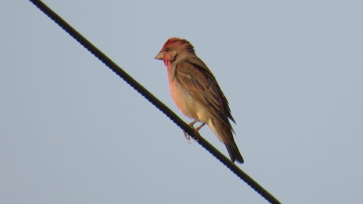 Common Rosefinch - ML279897831