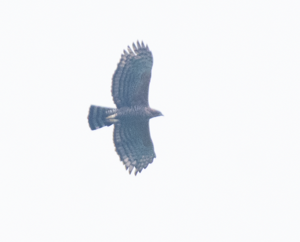 Legge's Hawk-Eagle - ML279898821