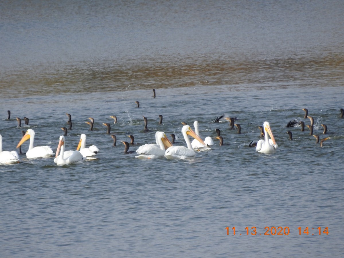 pelikán severoamerický - ML279900101