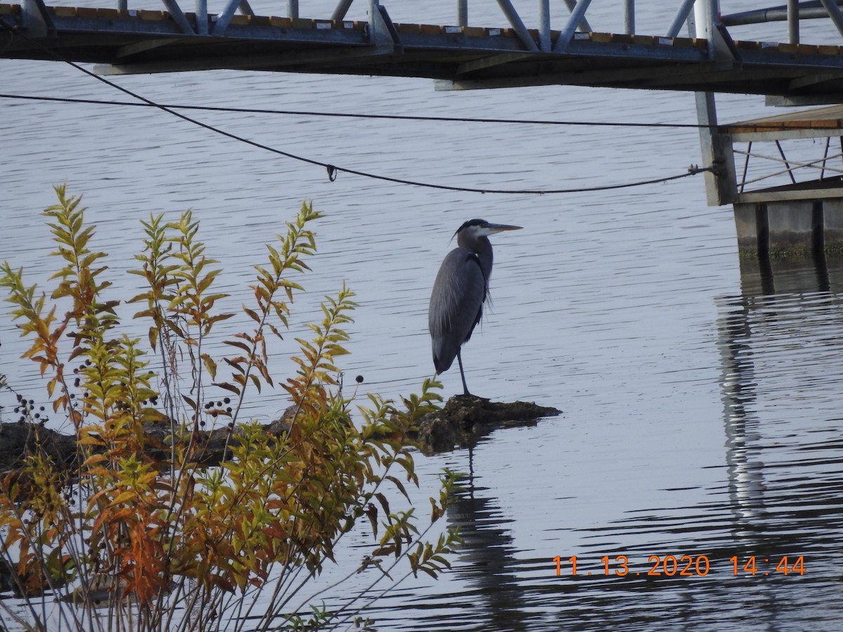 Great Blue Heron - ML279900871