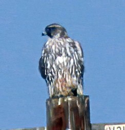 Gyrfalcon - ML279901141