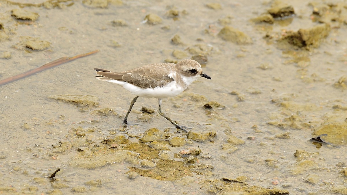 Siberian/Tibetan Sand-Plover - ML279901781