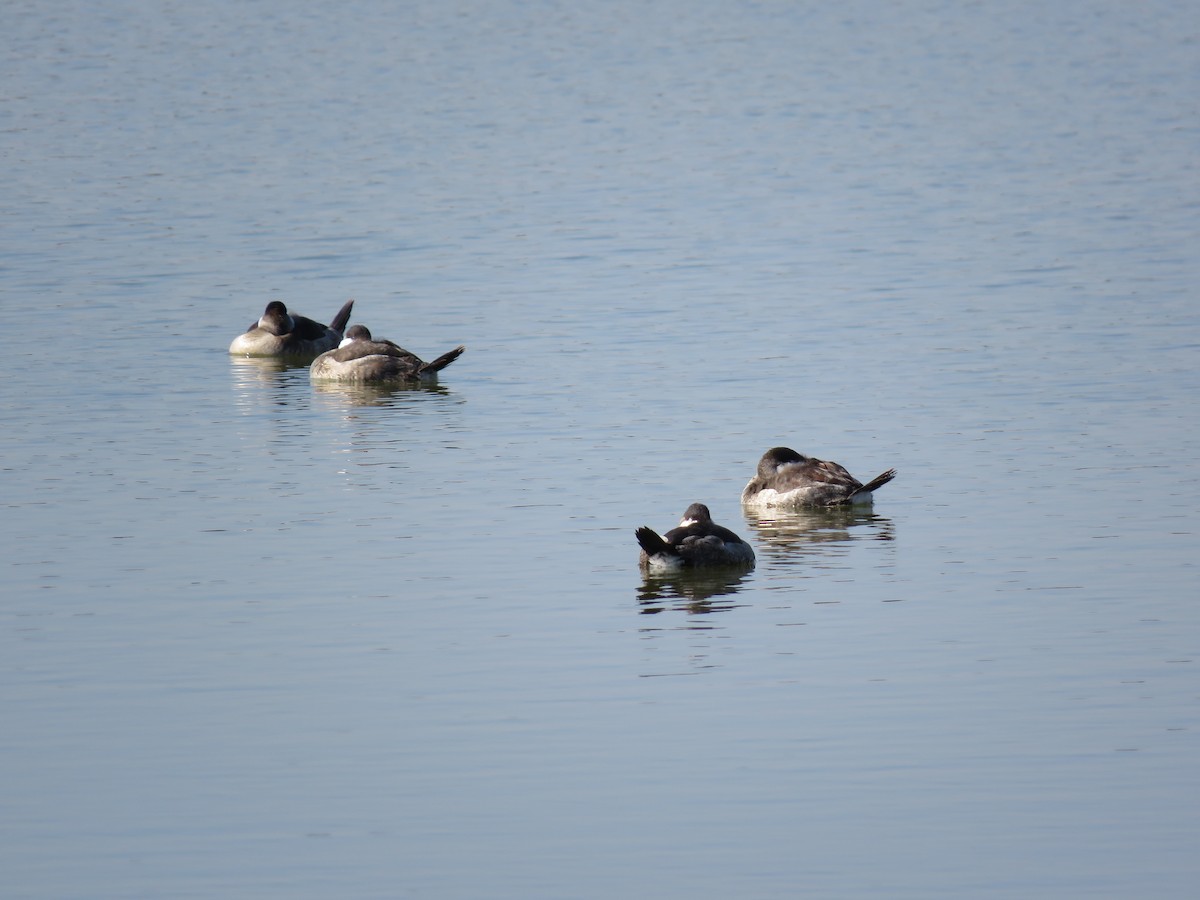 Ruddy Duck - Peter Nagayama