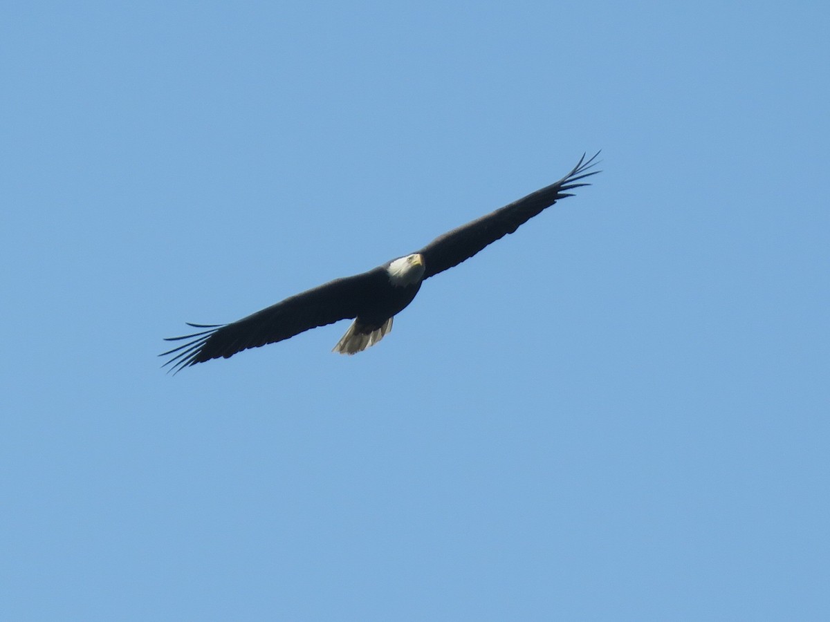 Bald Eagle - Peter Nagayama