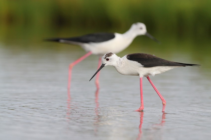 Black-winged Stilt - Sérgio  MOREIRA