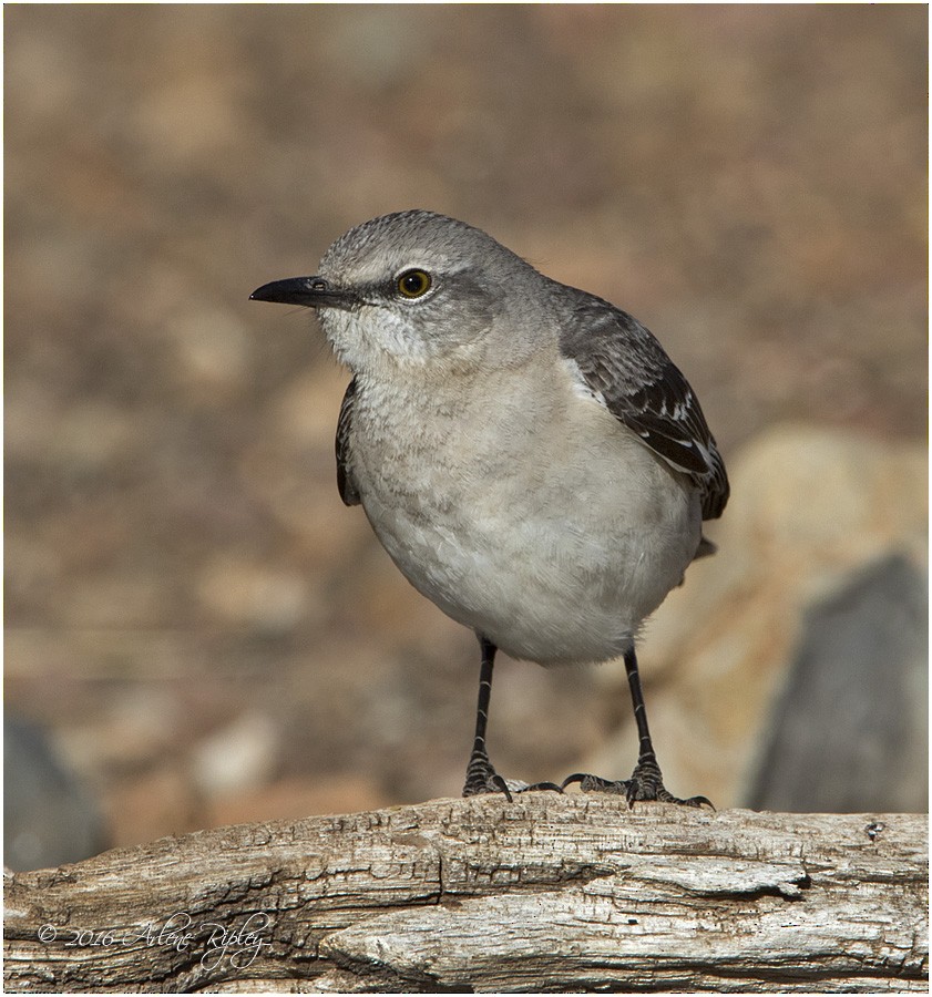 Northern Mockingbird - Arlene Ripley