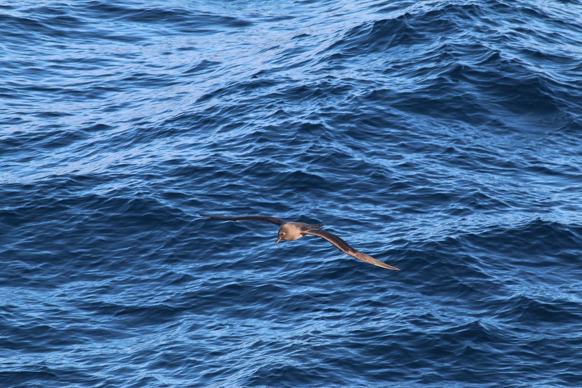 Sooty Albatross - Scott Schuette