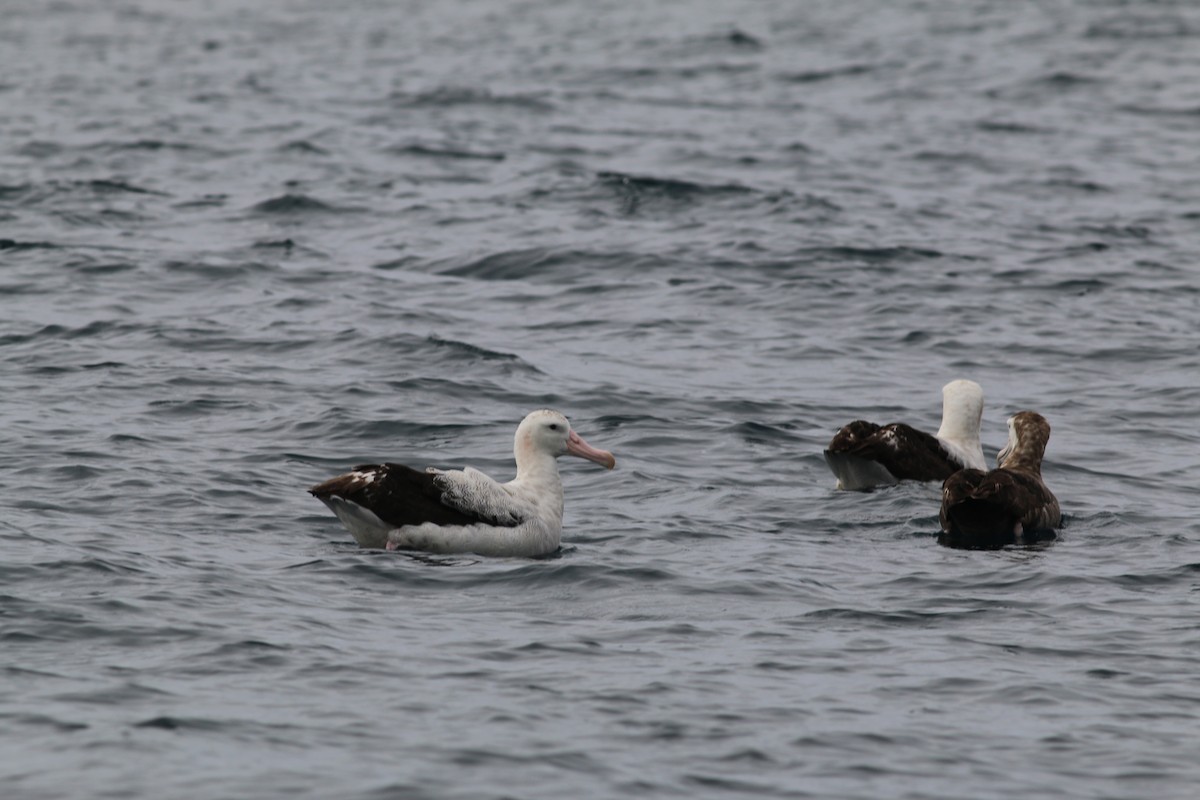 Tristan Albatross - Scott Schuette