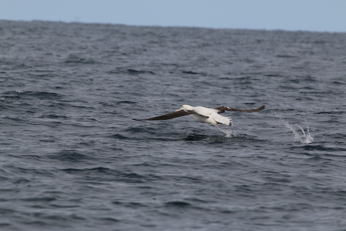 Tristan Albatross - Scott Schuette