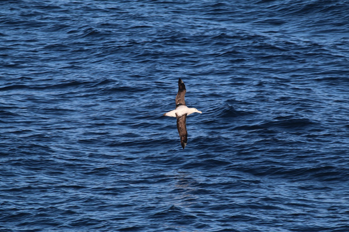 Albatros de Tristán de Acuña - ML279908411