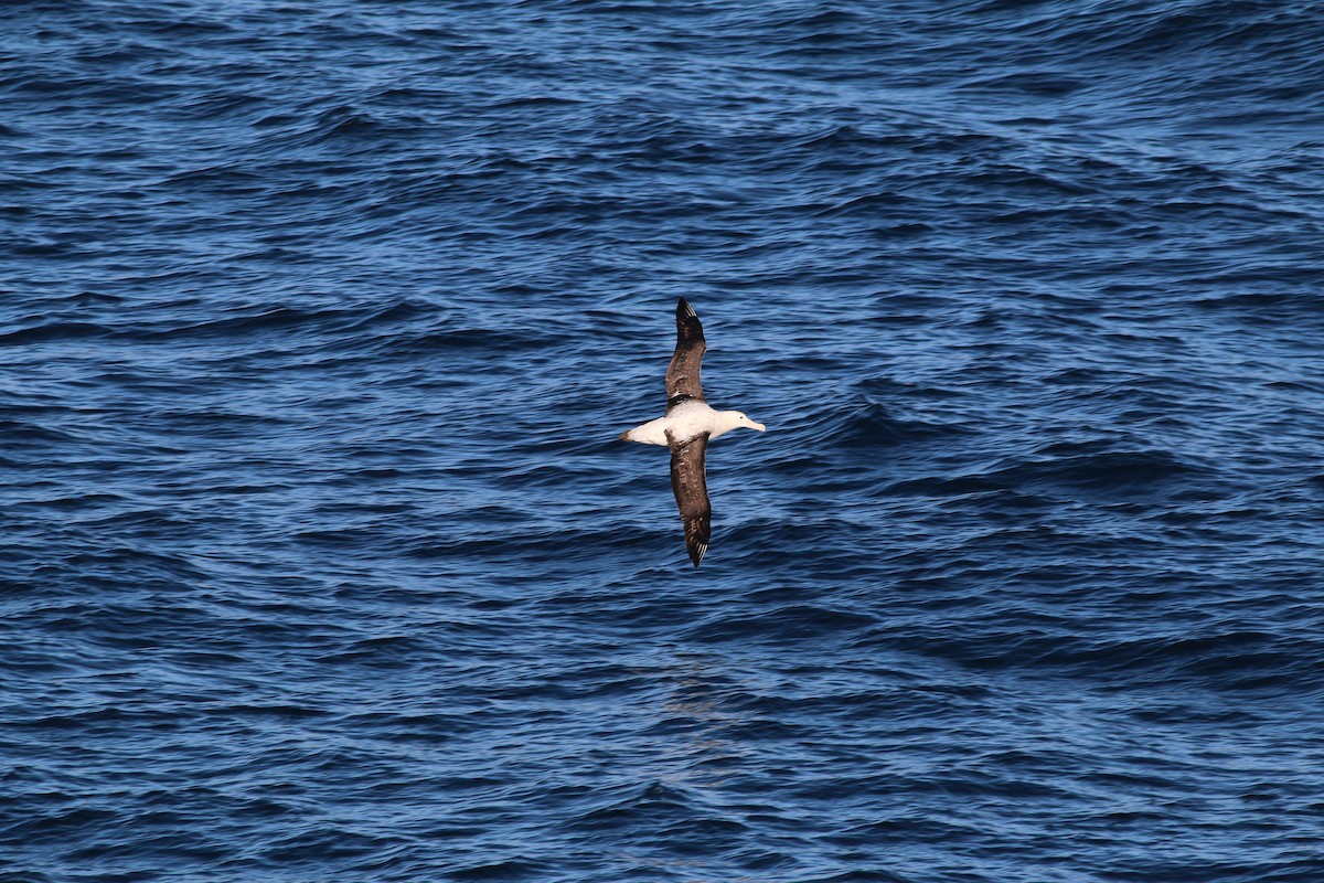 Tristan Albatross - ML279908411