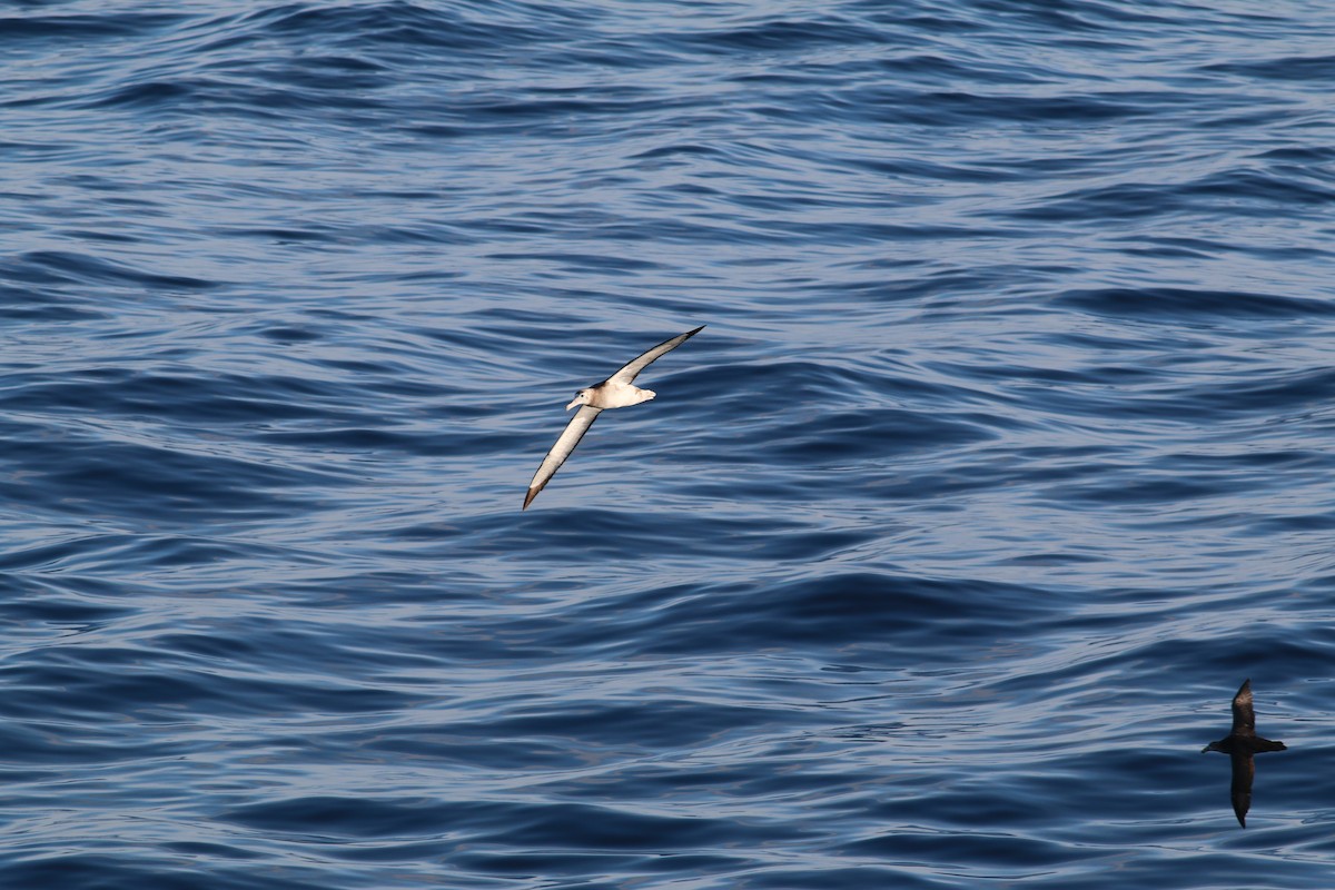 Albatros de Tristán de Acuña - ML279908451