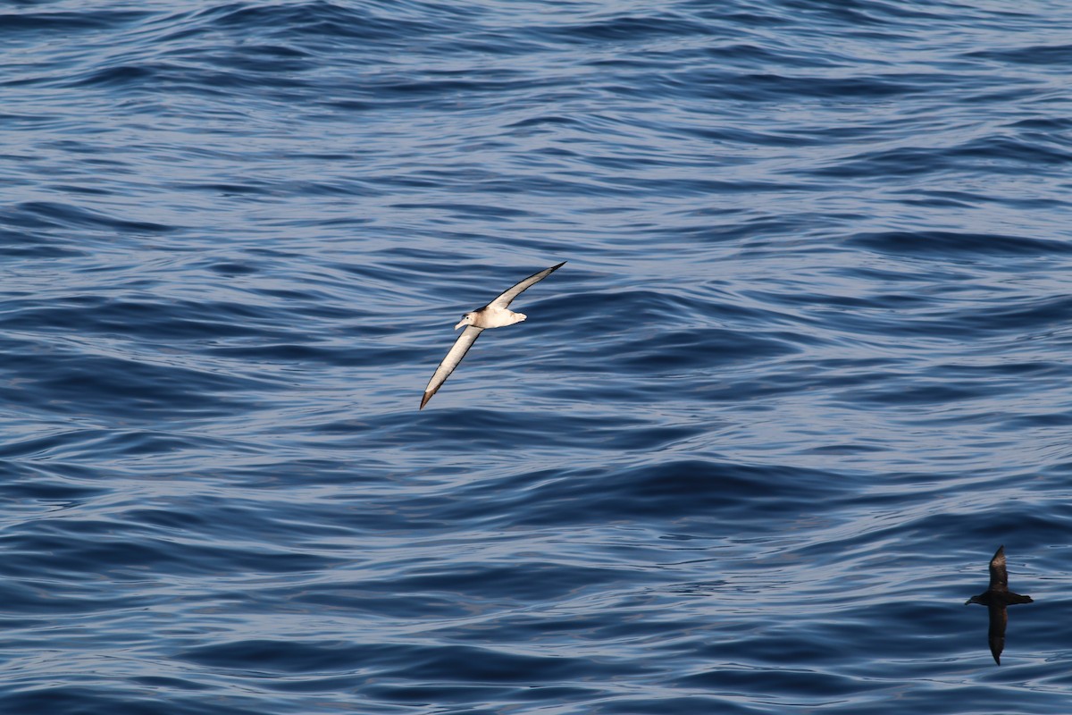 Tristan Gezgin Albatrosu - ML279908451