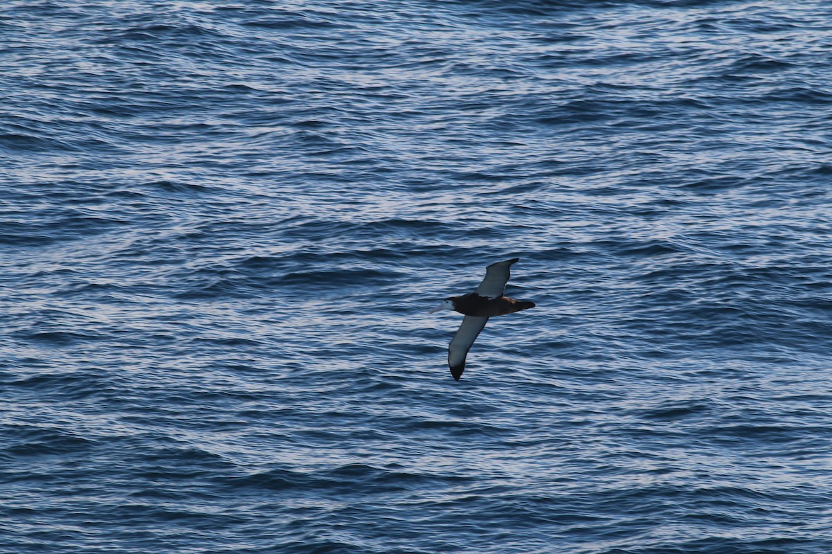 Albatros de Tristan da Cunha - ML279908481