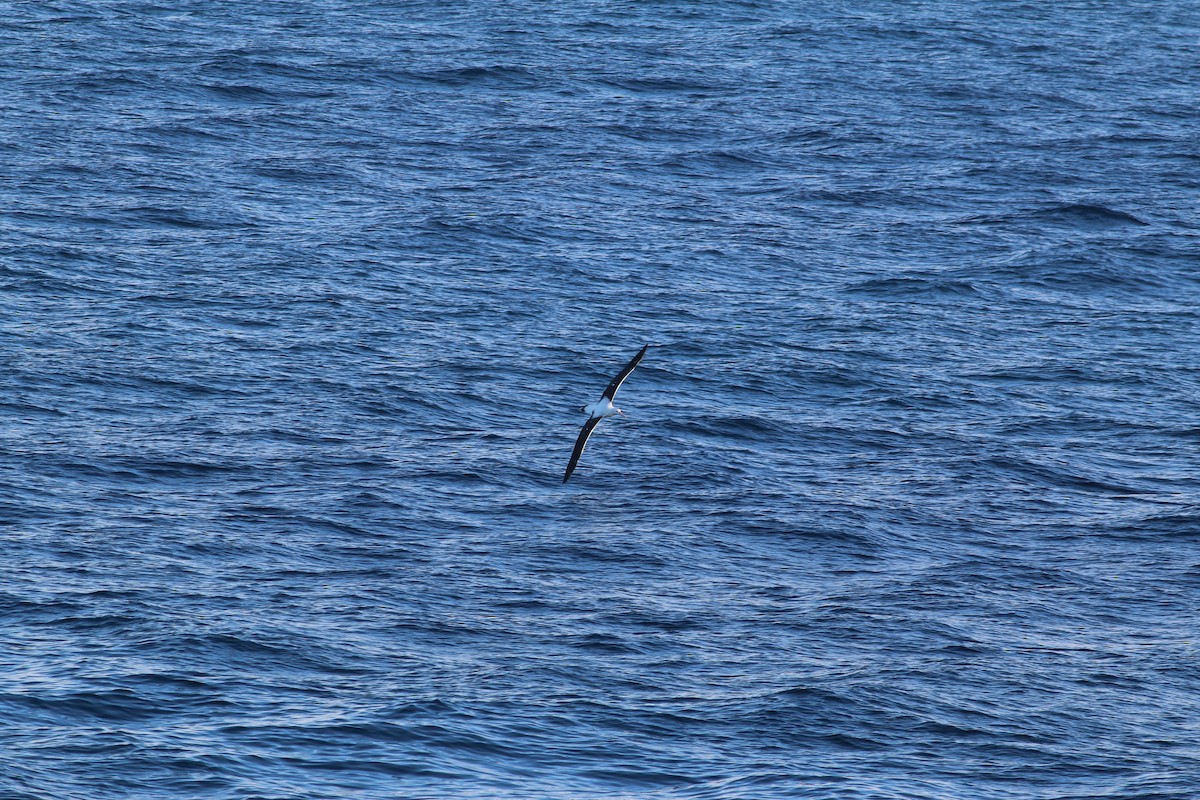 Albatros de Tristan da Cunha - ML279908491