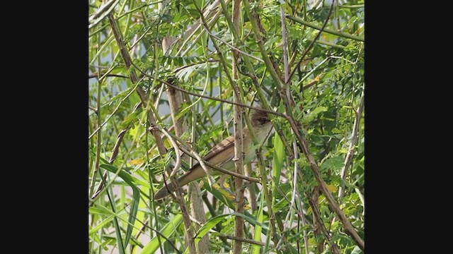 Clamorous Reed Warbler - ML279908661