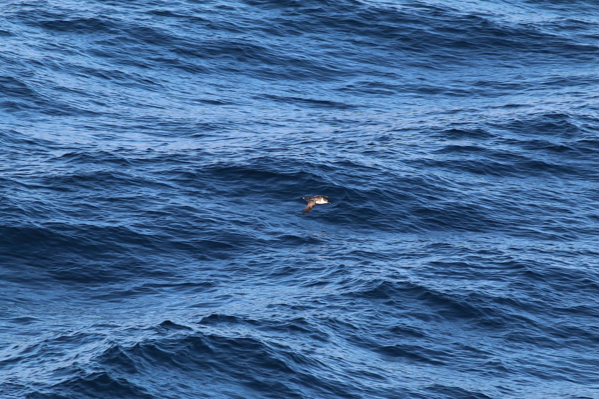 Great Shearwater - ML279908831