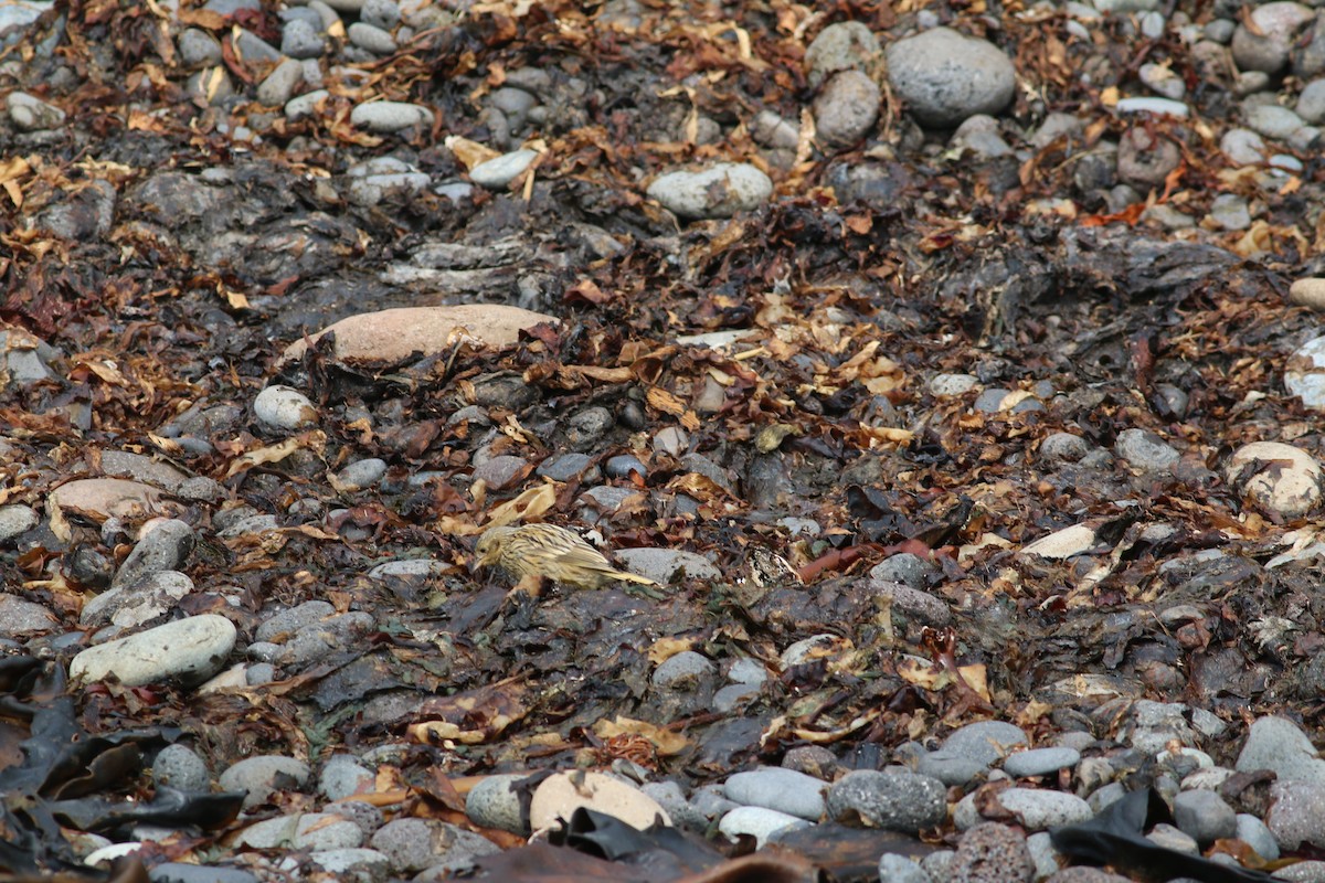 Gough Island Finch - ML279908971