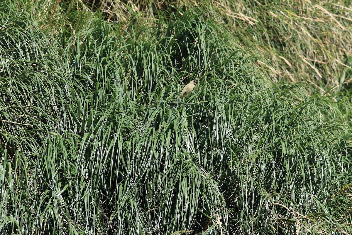 Gough Island Finch - ML279909001