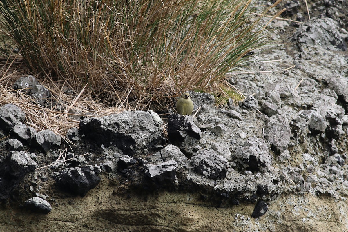 Gough Island Finch - ML279909011