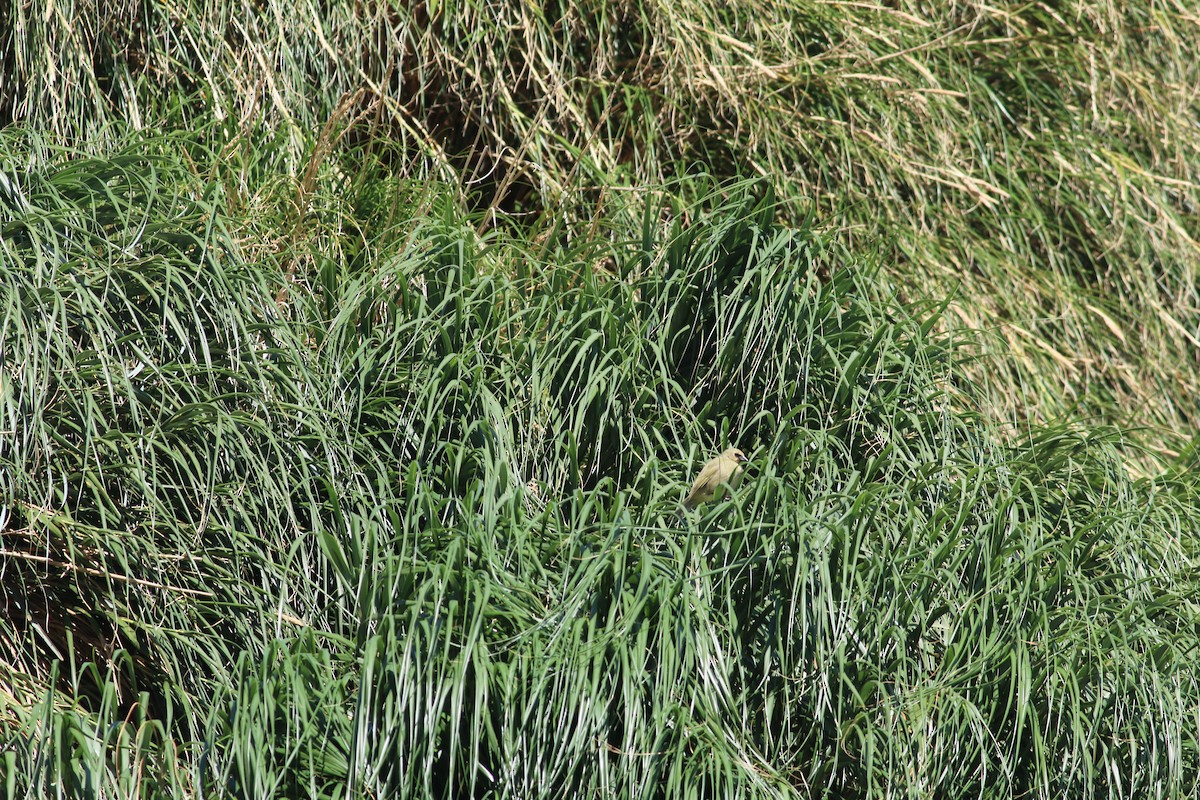 Gough Island Finch - ML279909031