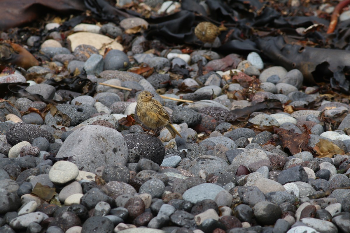 Gough Island Finch - ML279909111