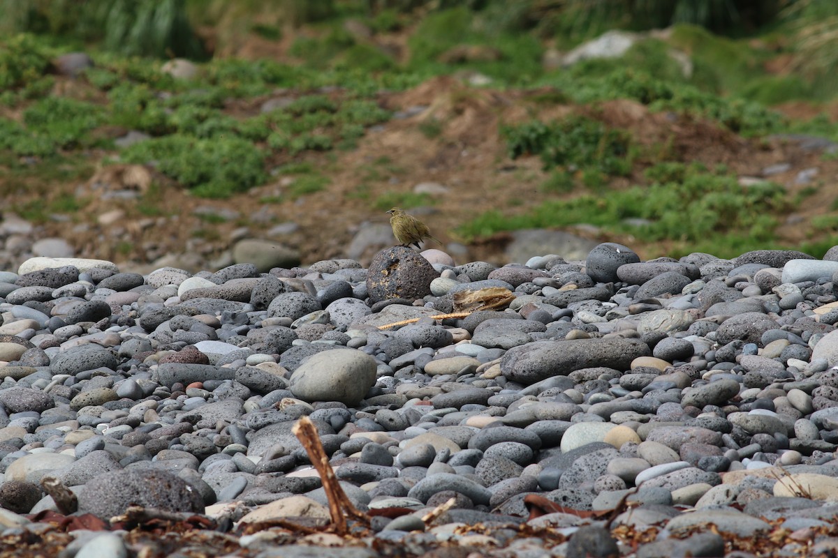 Gough Island Finch - ML279909131