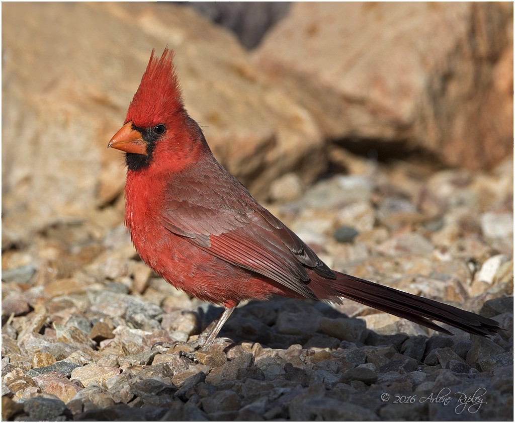Cardinal rouge - ML27991081