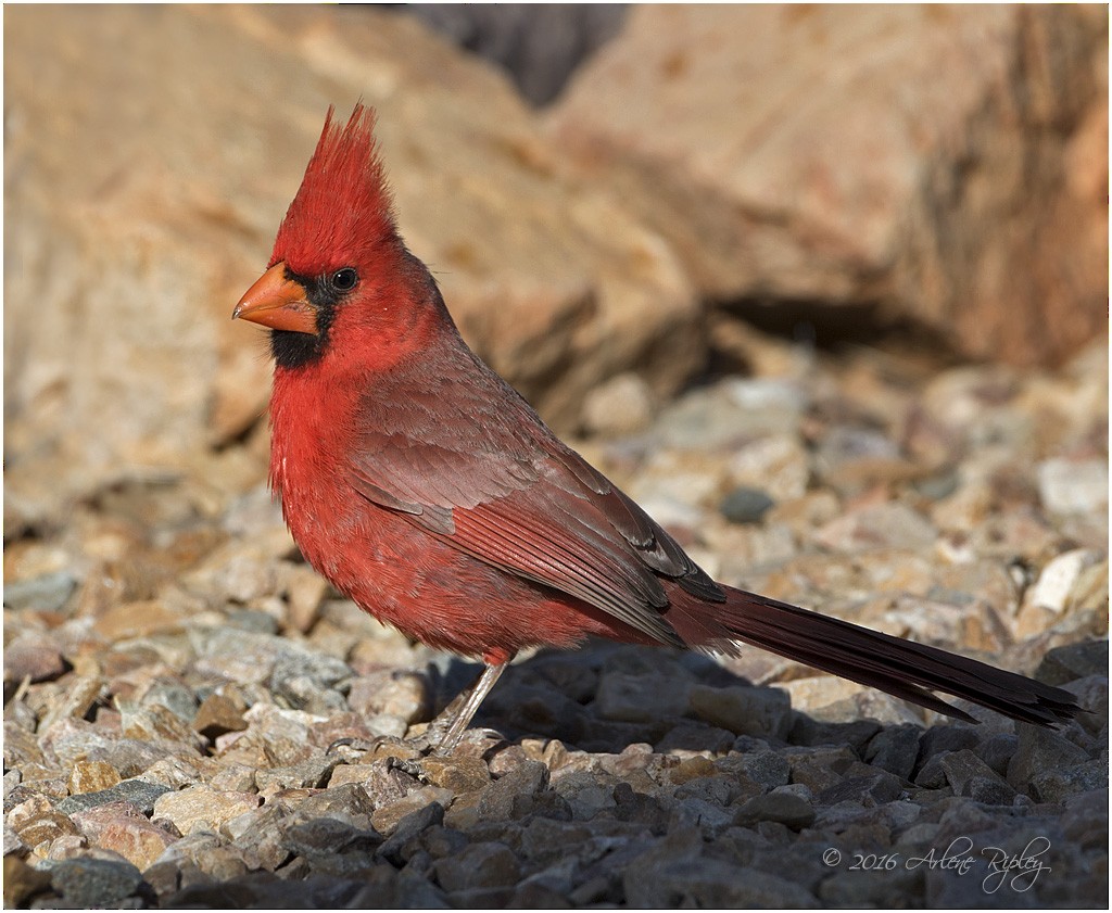 Northern Cardinal - ML27991081