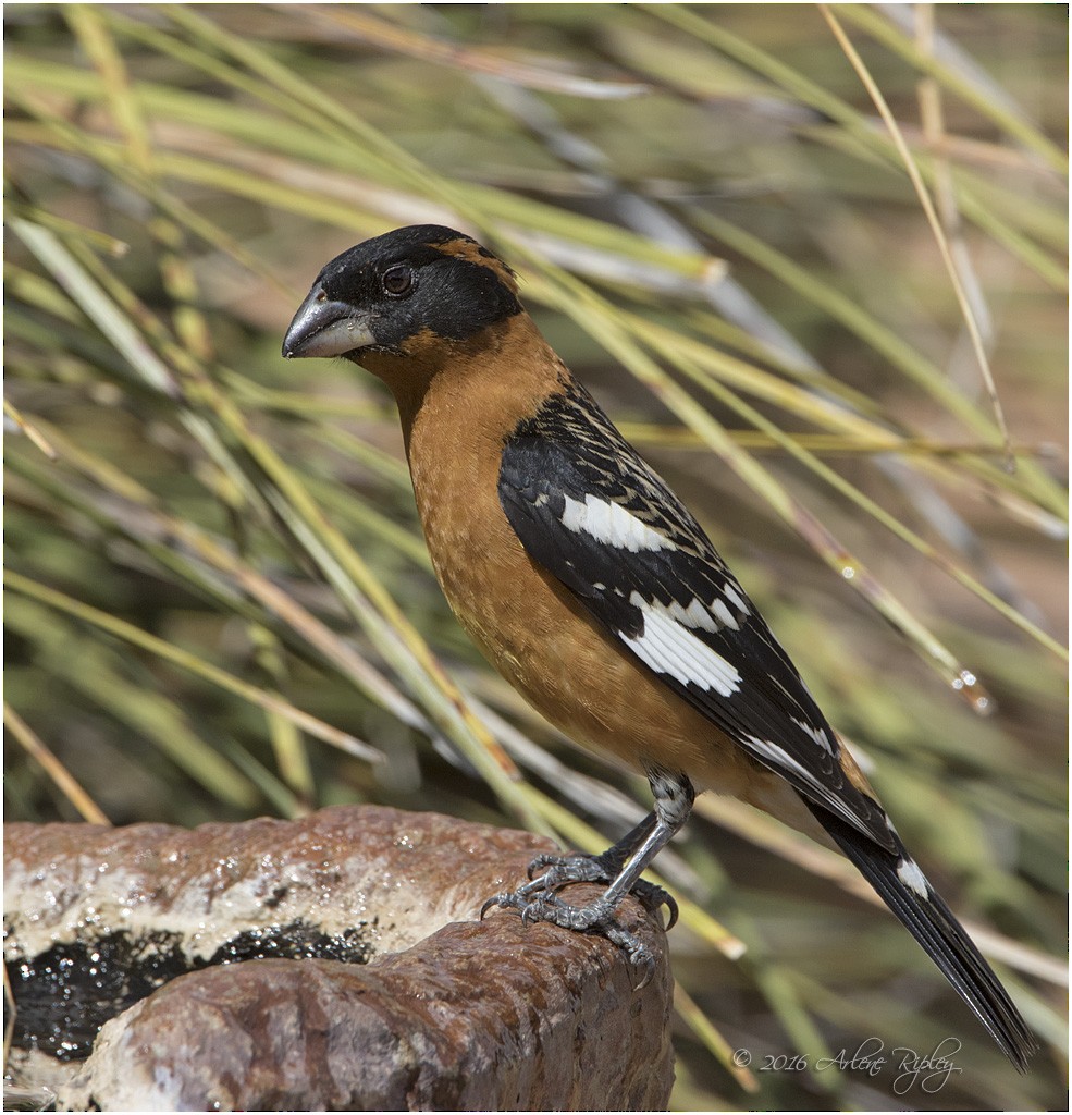 Black-headed Grosbeak - ML27991141