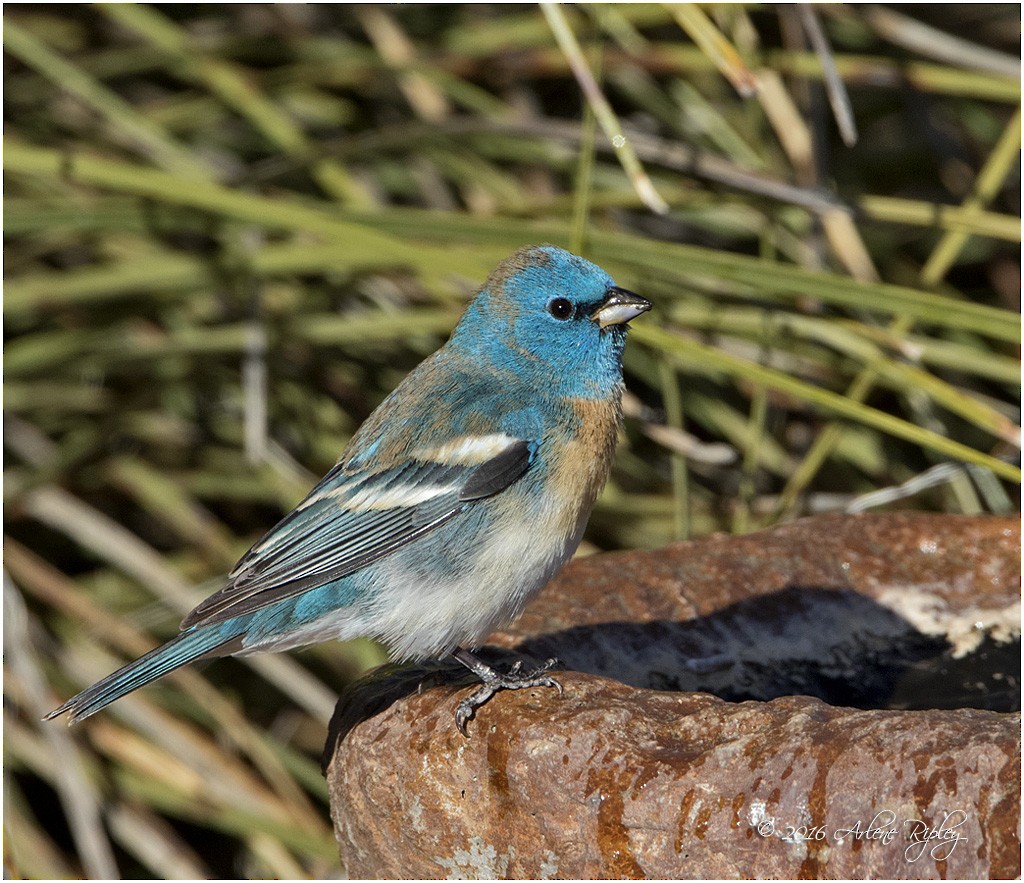 Lazuli Bunting - Arlene Ripley