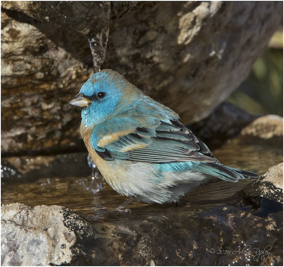 Lazuli Bunting - Arlene Ripley