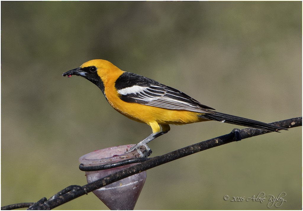 Hooded Oriole - Arlene Ripley