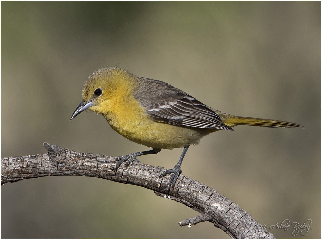 Oriole masqué - ML27991251