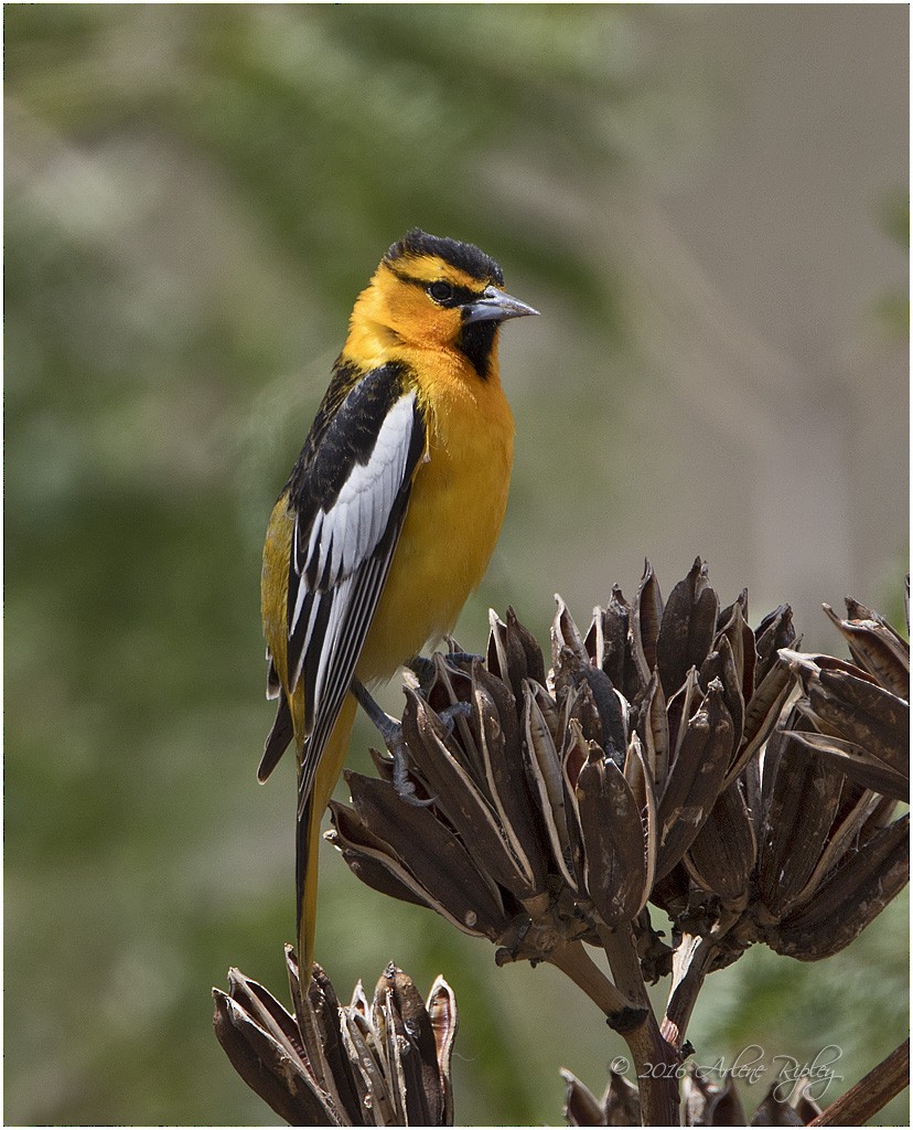 Bullock's Oriole - ML27991261