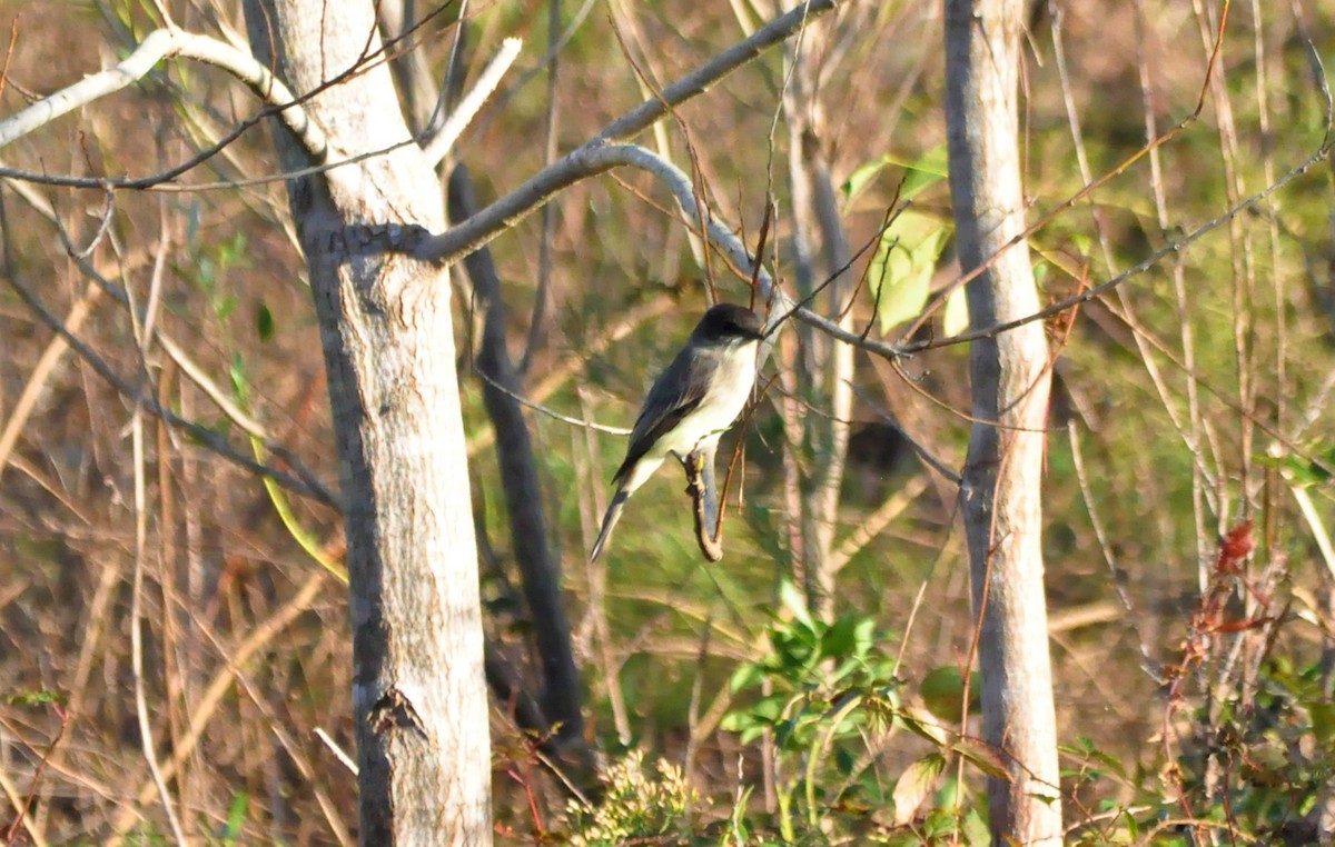 Eastern Phoebe - ML279912711