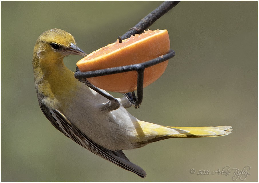 Bullock's Oriole - ML27991281