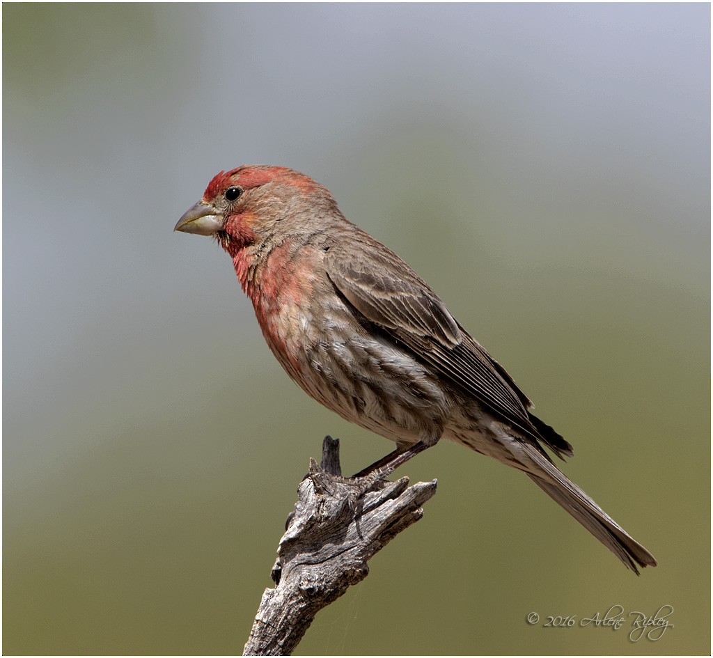 House Finch - ML27991311