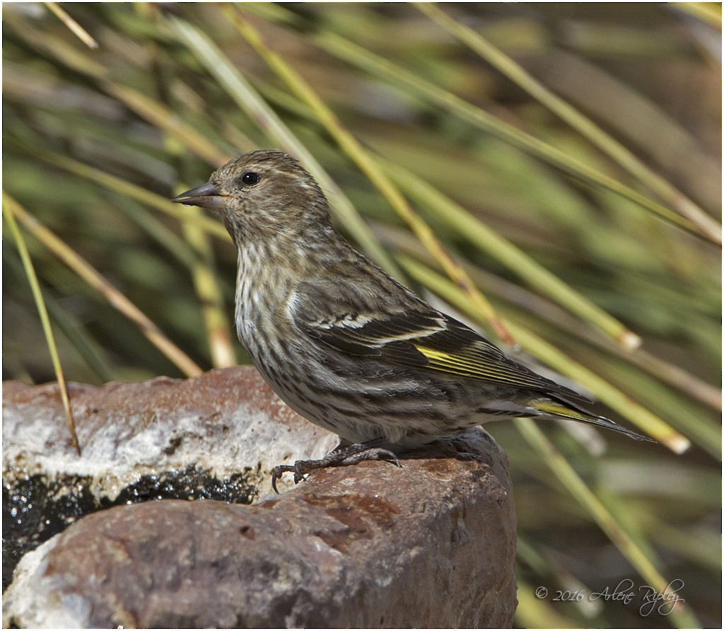 Pine Siskin - ML27991351