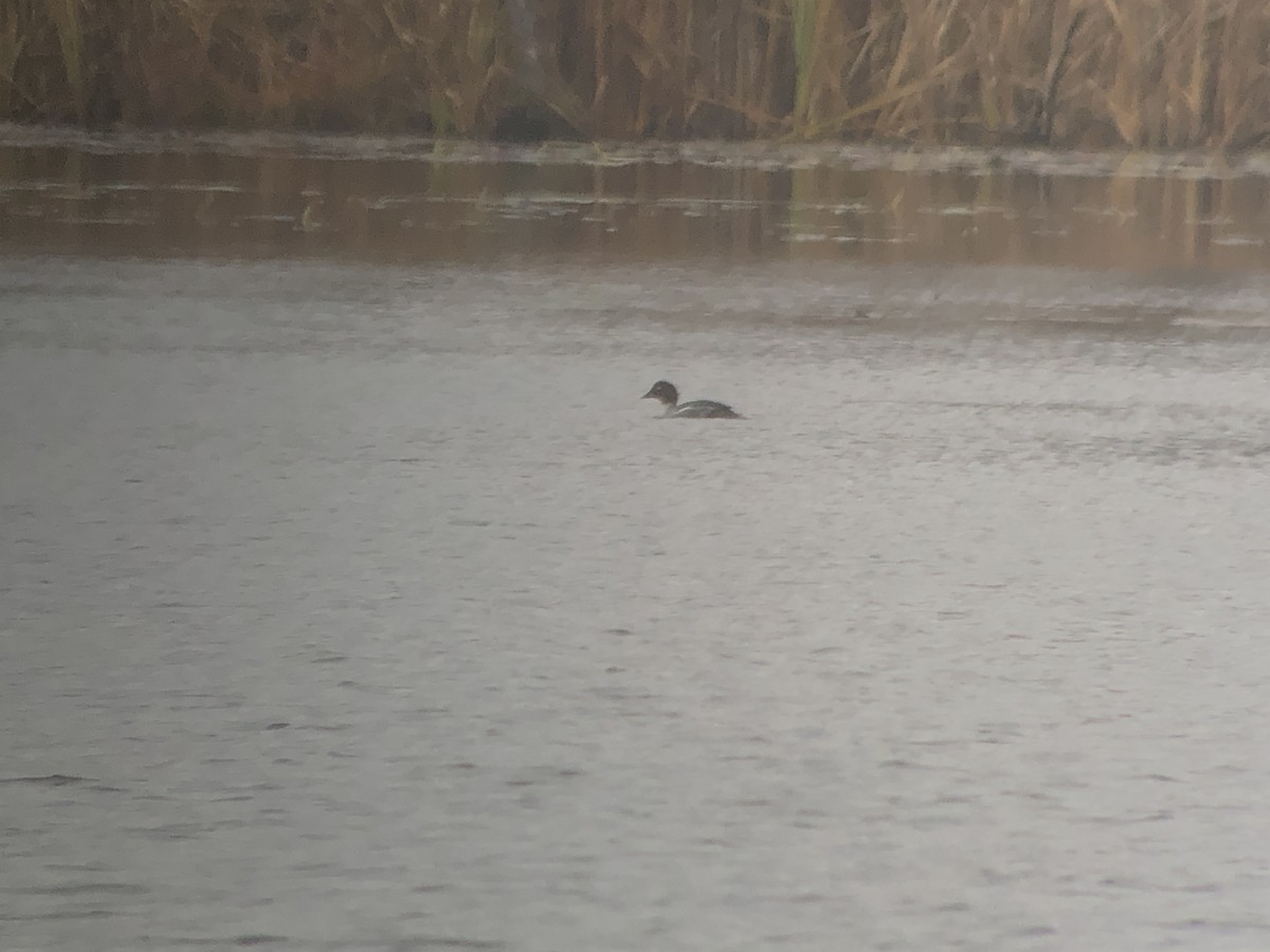 Common Goldeneye - ML279913611