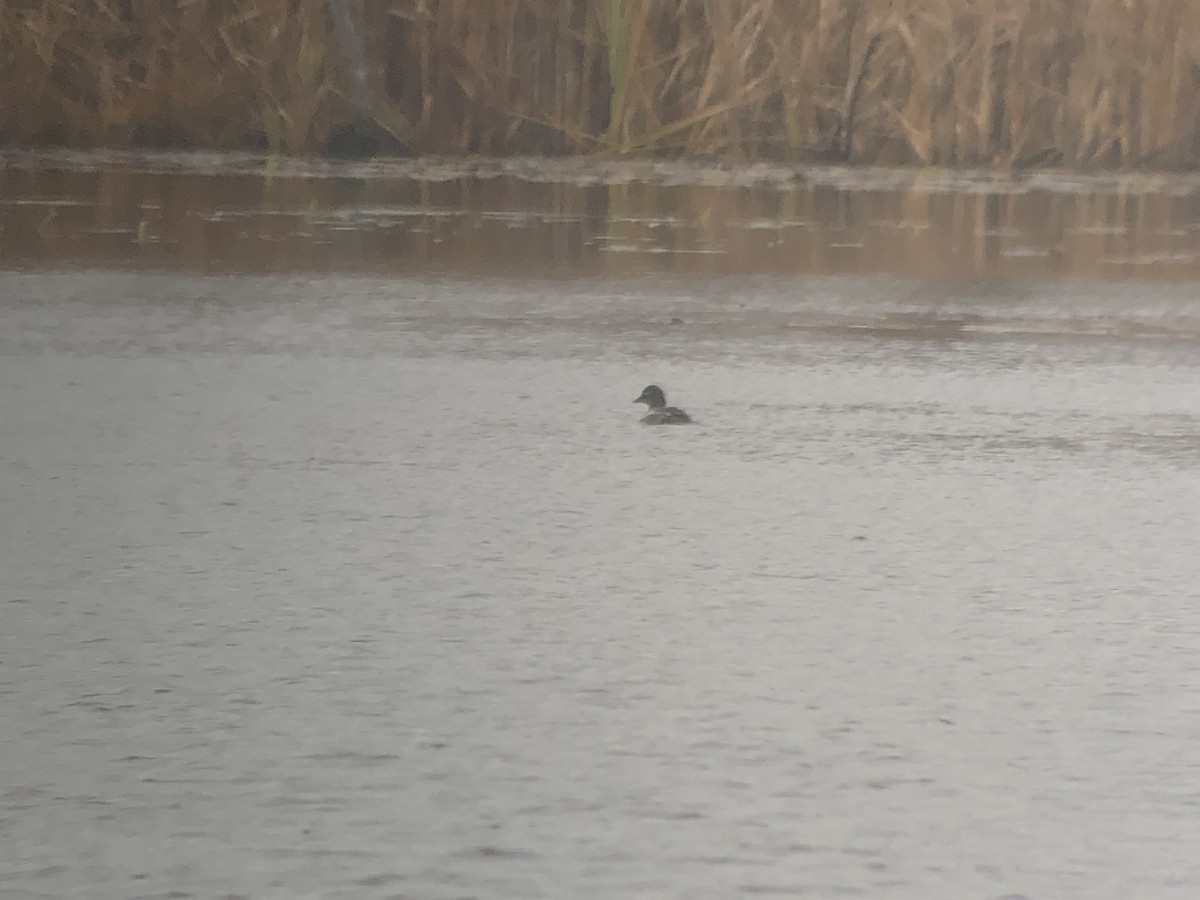 Common Goldeneye - ML279913631