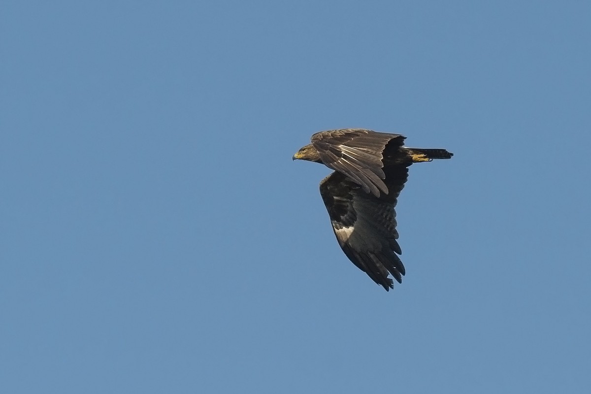 Lesser Spotted Eagle - ML279914161