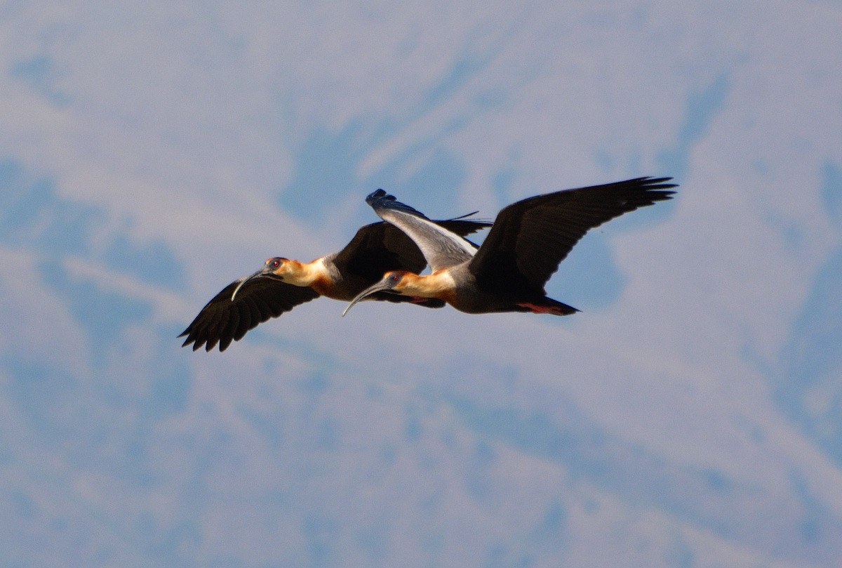 Buff-necked Ibis - ML279914741