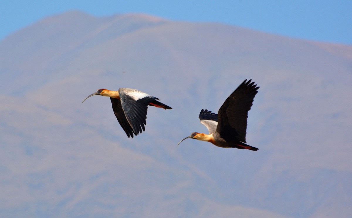 Buff-necked Ibis - ML279914761