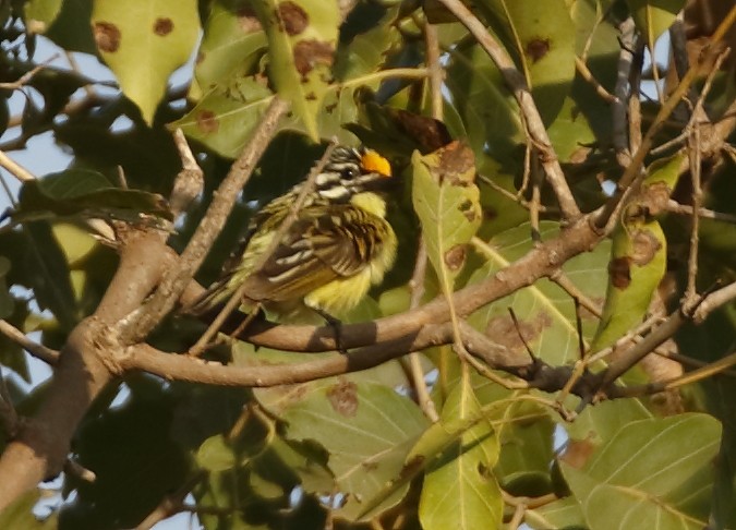 Yellow-fronted Tinkerbird - ML279915881
